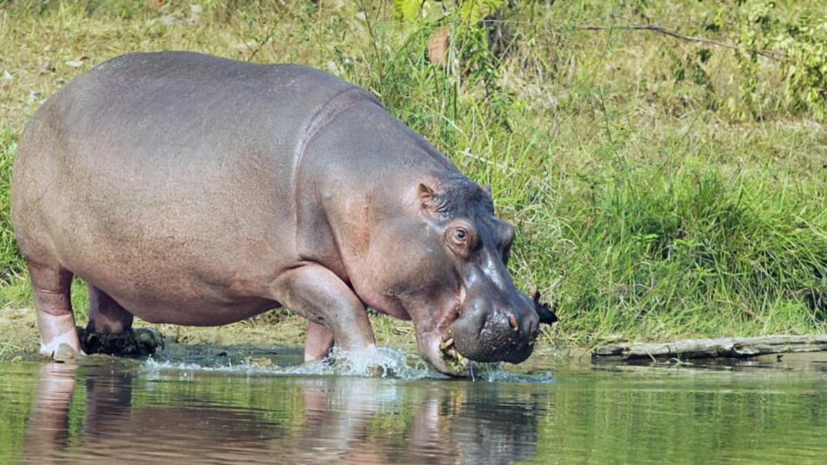 Ambientalista propone alternativa a la eutanasia: reubicar y esterilizar hipopótamos en Colombia