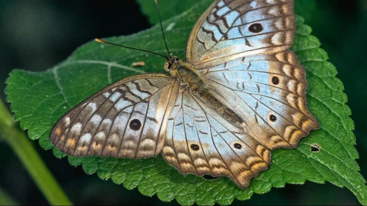 Colombia se une a registro mundial de mariposas: cómo participar desde casa