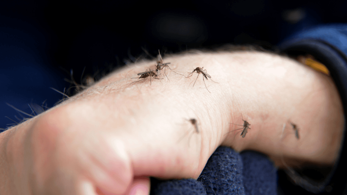 Algoritmo mexicano anticipa brotes de dengue al contar huevos del mosquito automáticamente