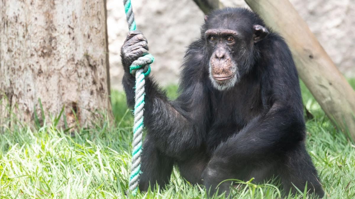 Disputa sobre bienestar de Yoko, último chimpancé colombiano trasladado a Brasil