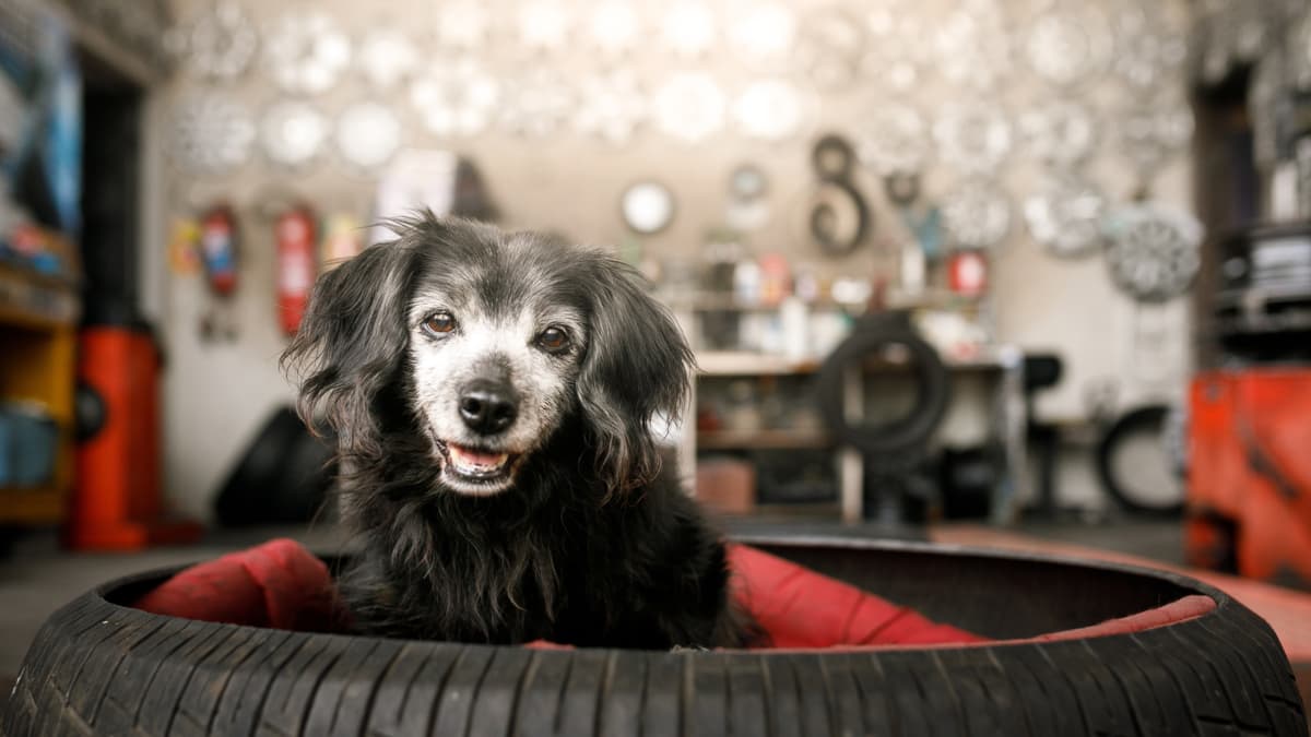 Cuánto vive tu perro: los factores clave que alargan o acortan su vida