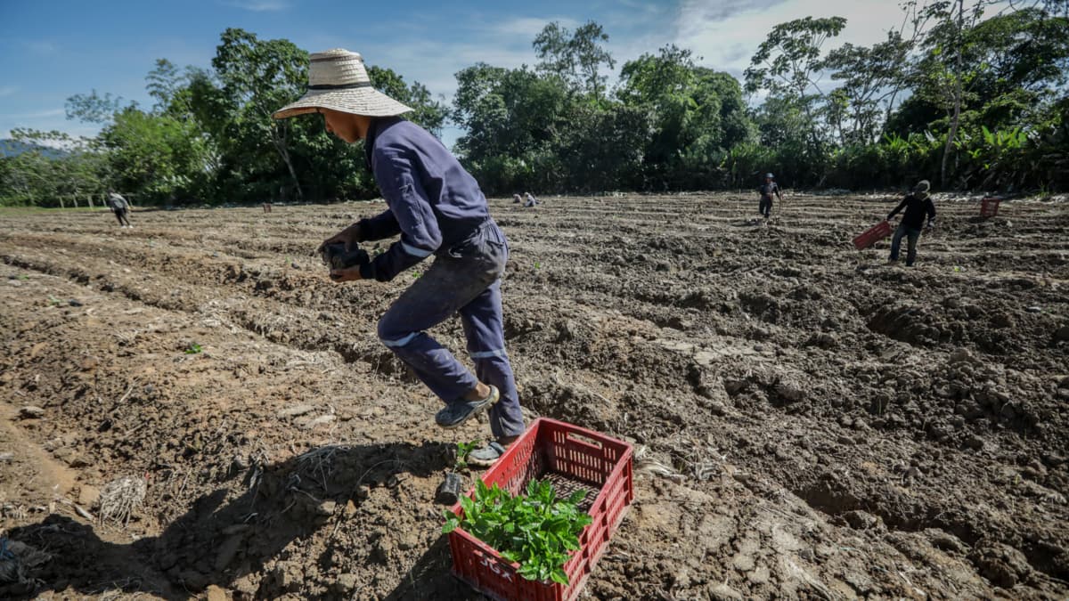 Alerta científica: una de cada cinco especies del suelo está en riesgo de extinción