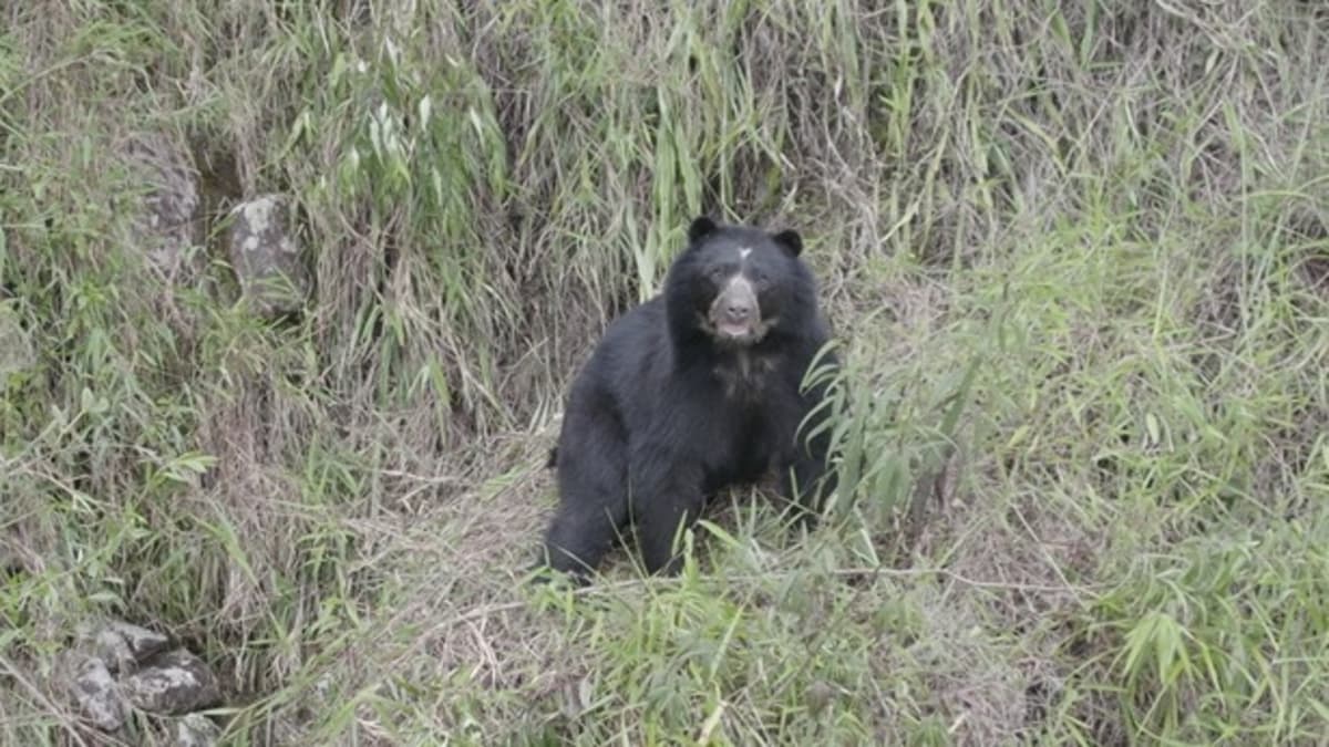 Disparan contra funcionarios de la CAR durante operativo por oso andino en Villapinzón