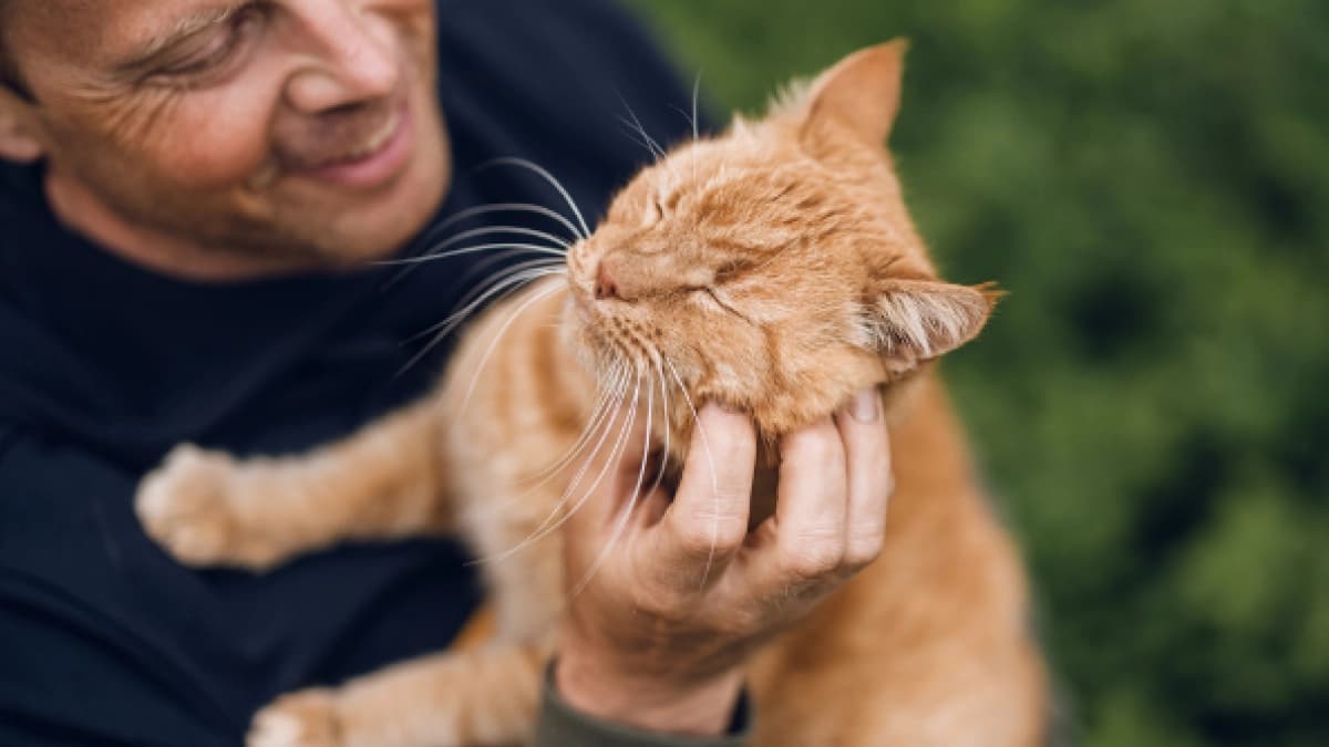 Gatos naranjas: qué hay detrás de su fama de cariñosos según veterinario
