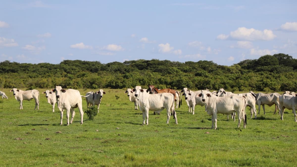 Colombia lanza guía para coordinar políticas de clima, alimentos y naturaleza en los territorios