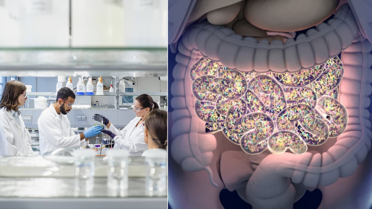 Descubren cómo una molécula del intestino prolonga la vida en enfermedades mitocondriales