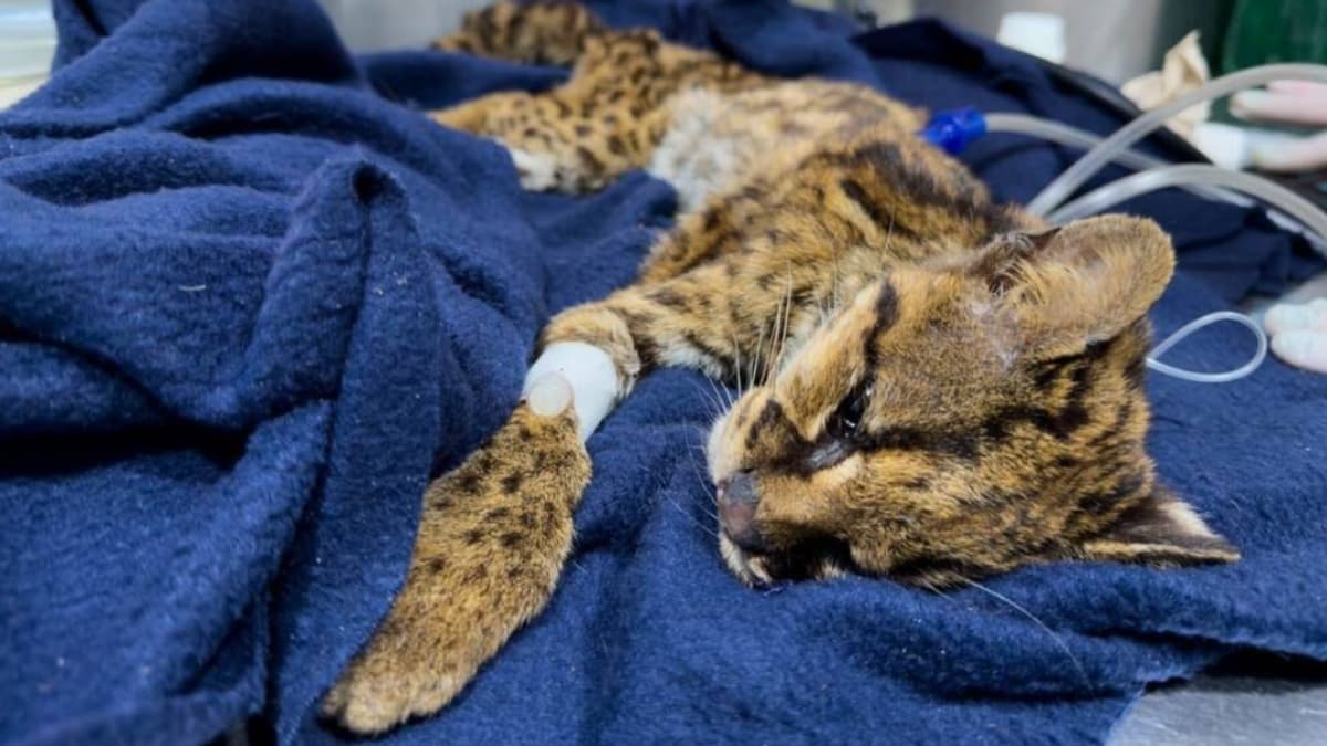 Rescatan tigrillo en estado crítico en Medellín: desnutrición severa y signos de cautiverio ilegal