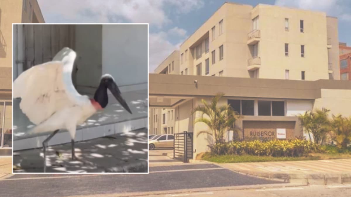 Una cigüeña jabirú sorprende a Barranquilla: qué significa su visita a la ciudad