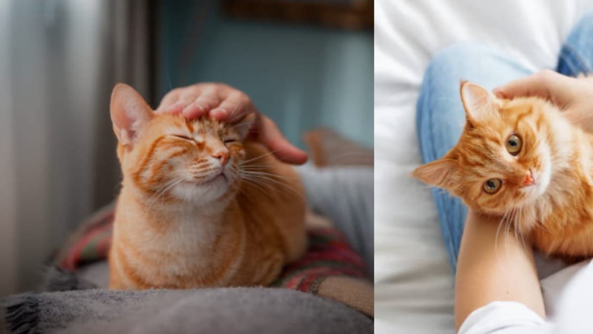 ¿Cómo se siente su gato cuando lo deja solo en casa? Expertos explican