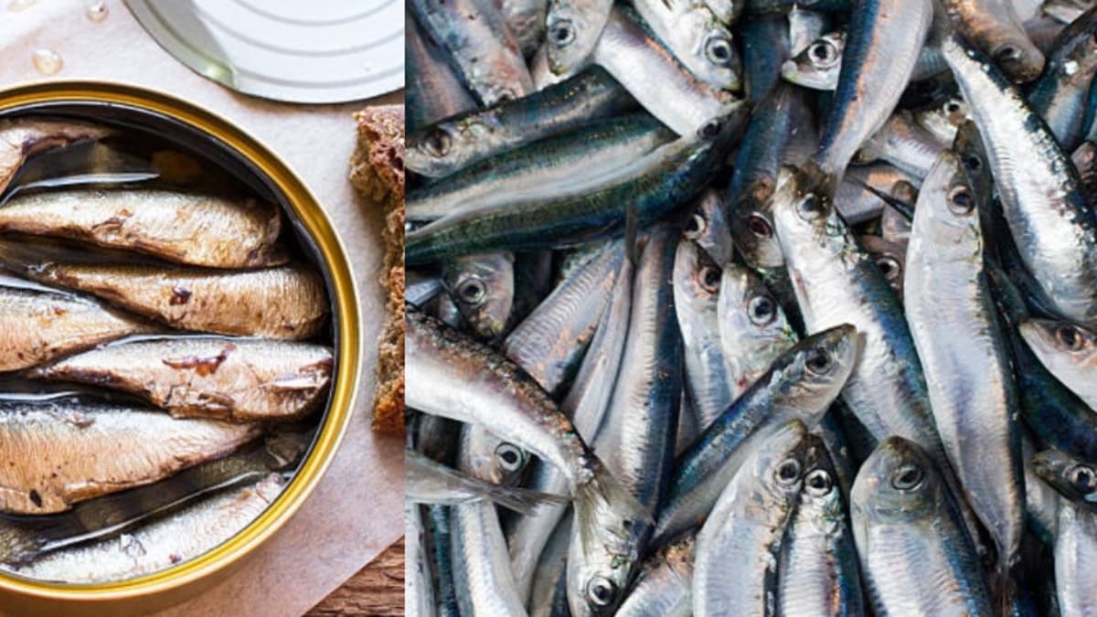 Sardina: el pescado más nutritivo que encuentras a bajo precio en cualquier tienda