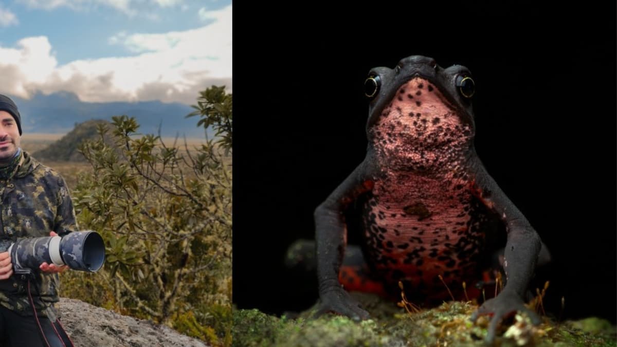 Fotógrafo colombiano gana premio internacional por capturar rana en extinción en la Amazonía