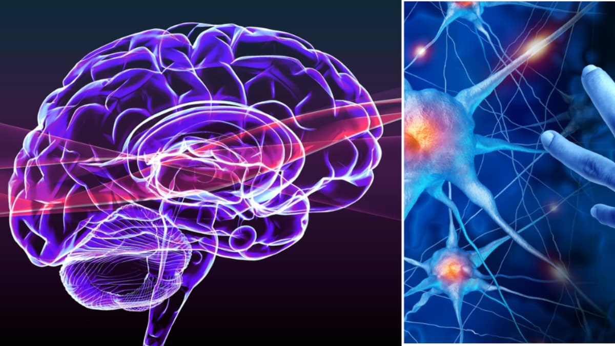 El cerebro aprende mejor cuando es feliz: qué dice la ciencia sobre la educación