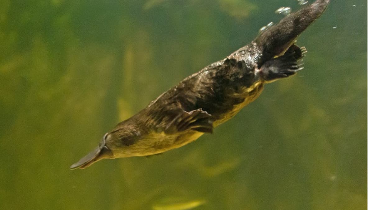 Ornitorrincos tienen pelo con una rareza genética que antes solo se veía en aves