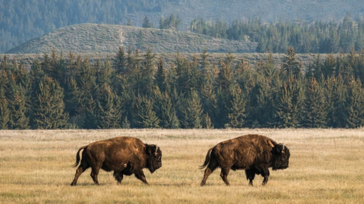 Bisontes europeos regeneran ecosistemas en montañas de Rumanía tras décadas de ausencia