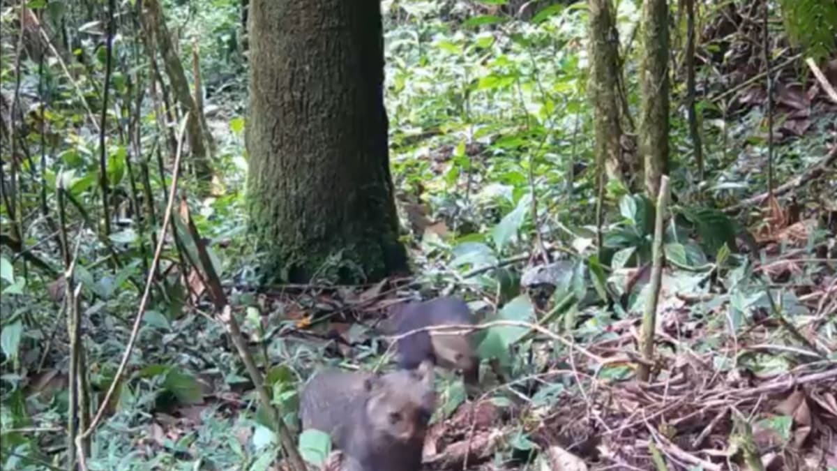 Jaguarundí con cría captado en Itagüí: señal de que la naturaleza se recupera en el Valle de Aburrá