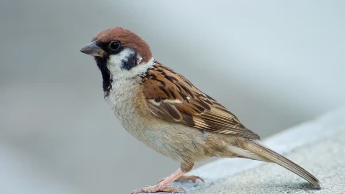 Cuando un gorrión anida en tu casa: qué significa y qué debes saber