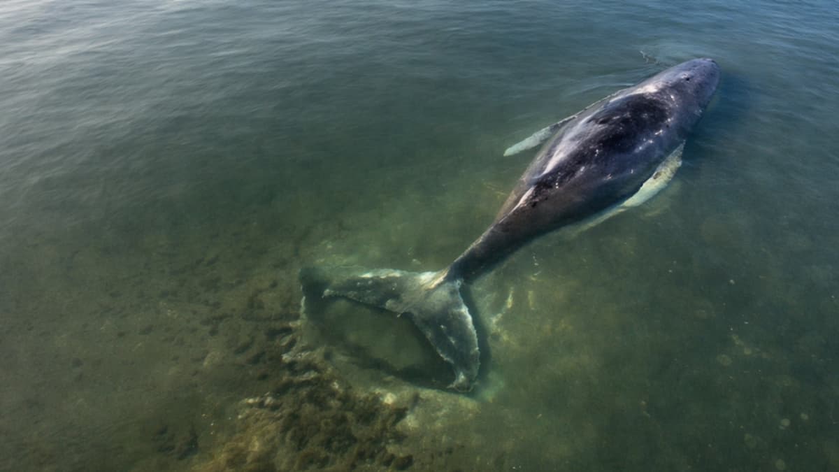 Timmy, la ballena jorobada, regresa al mar tras exitoso rescate en el Báltico