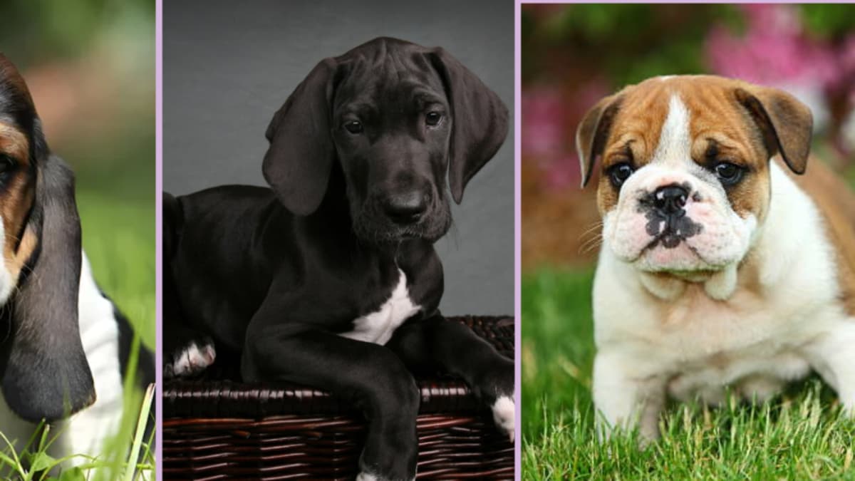 Cinco razas de perros tranquilos ideales para vivir en apartamentos y rutinas relajadas