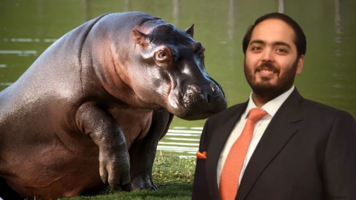 Magnate indio ofrece rescatar hipopótamos colombianos, pero el trámite diplomático lo impide