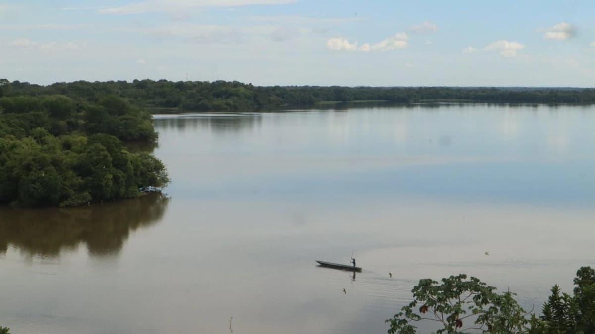 Once vecinos de Barrancabermeja luchan por salvar a los últimos manatíes del río Magdalena