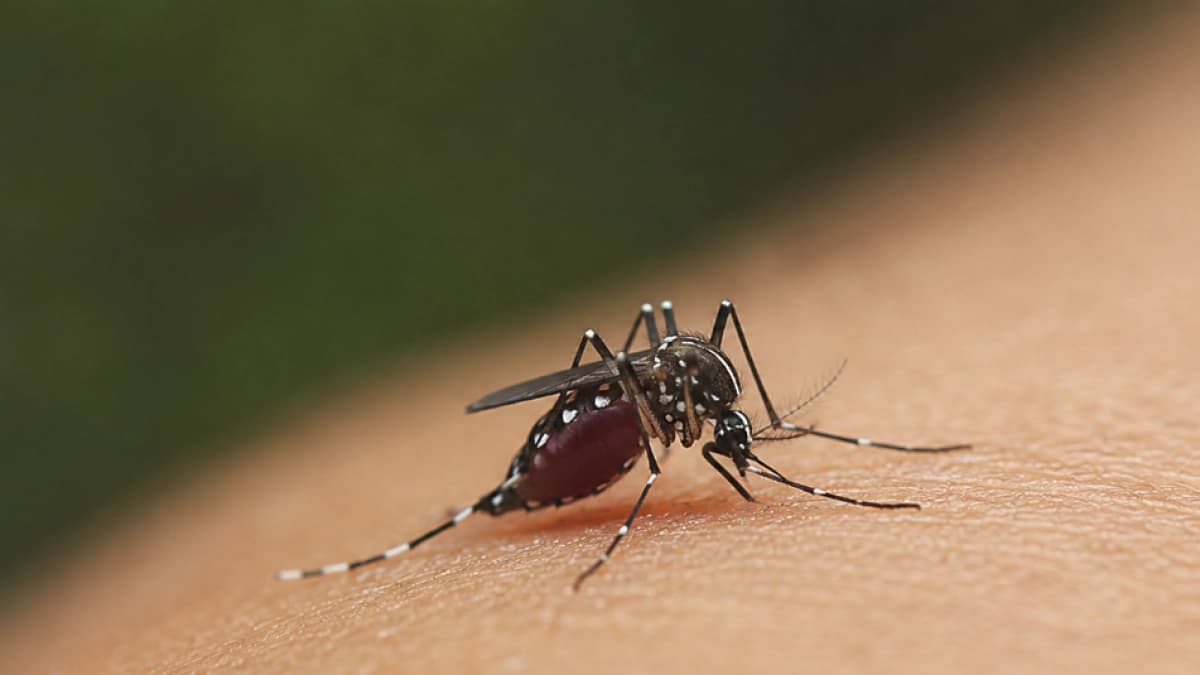 ¿Por qué los mosquitos pican más a unas personas? La ciencia revela los secretos detrás de la atracción