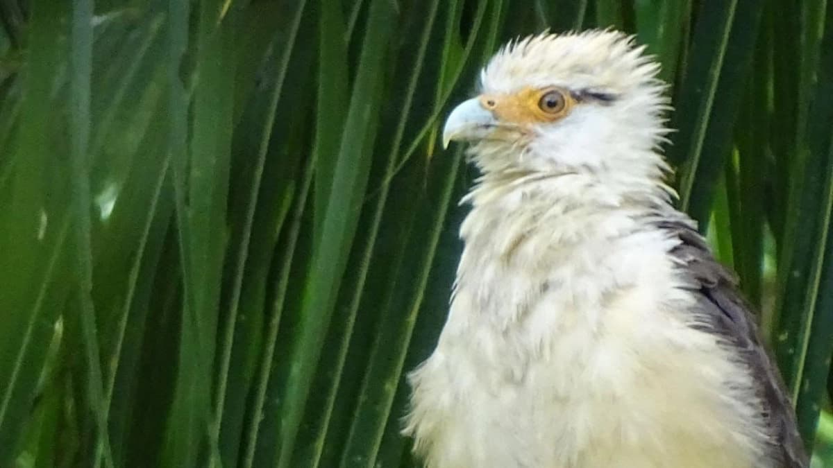 Colombia bate récord mundial con 1.566 especies de aves registradas en un solo día