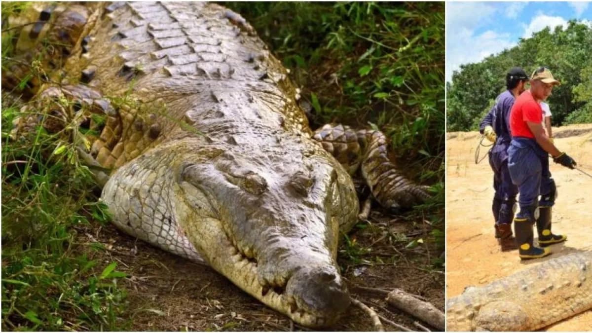 Autoridad ambiental ordena a la Universidad Nacional alimentar de inmediato a caimanes llaneros en cautiverio