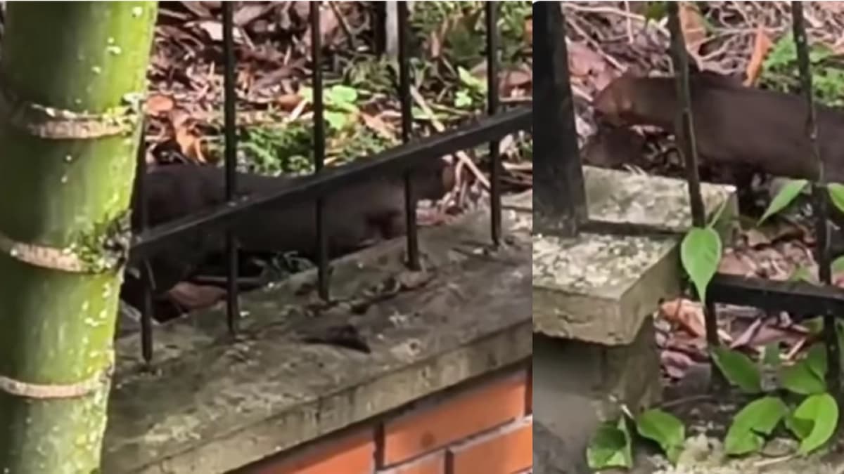 Un puma yaguarundí sorprendió a vecinos de Armenia: autoridades piden no agredirlo