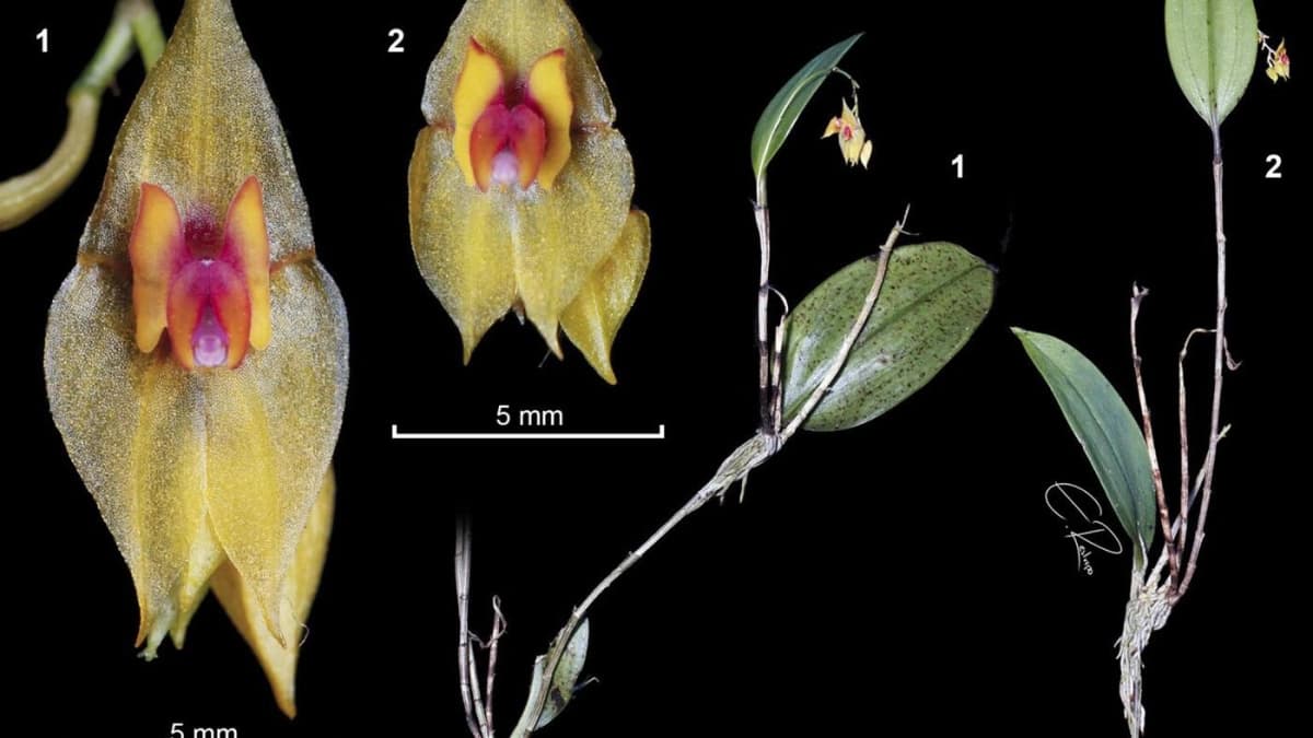 Una nueva orquídea colombiana lleva el nombre de un profesor que dedicó su vida al estudio de las plantas