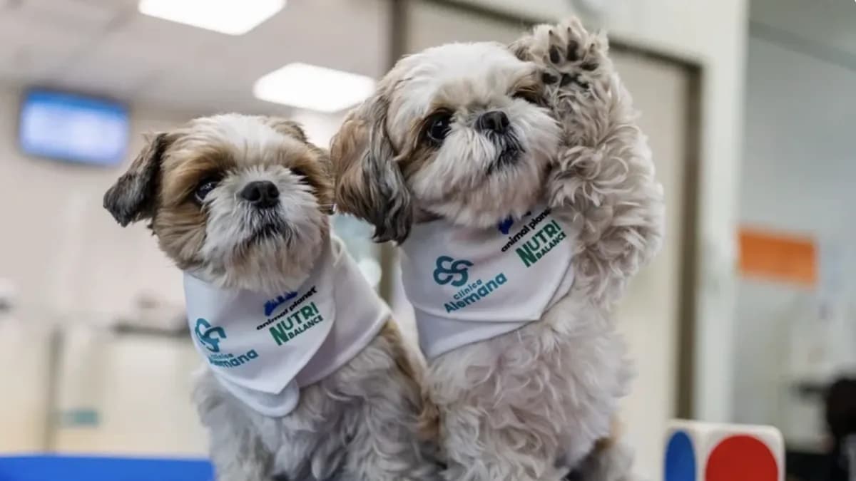 Perros terapeutas alivian dolor crónico en pionera iniciativa médica en Chile