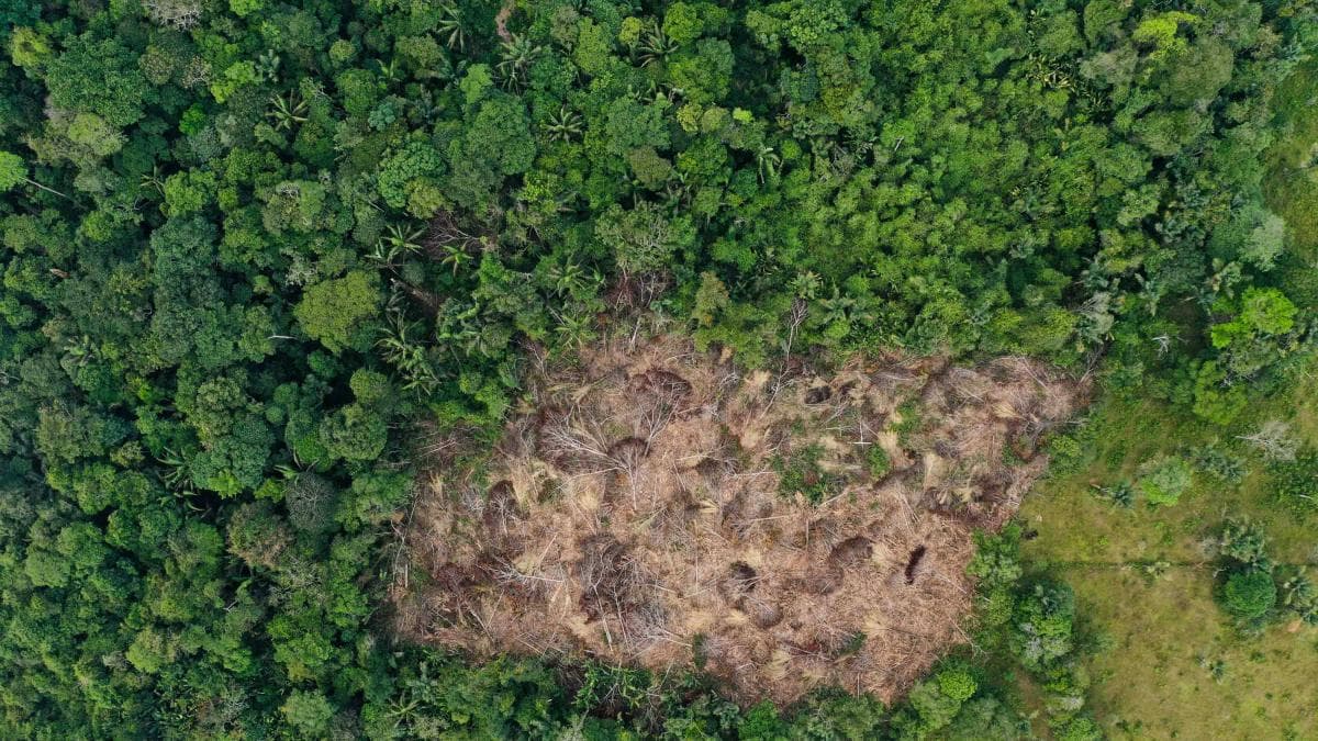 Colombia tiene leyes ambientales fuertes, pero no las cumple: por qué fracasa la lucha en la Amazonia