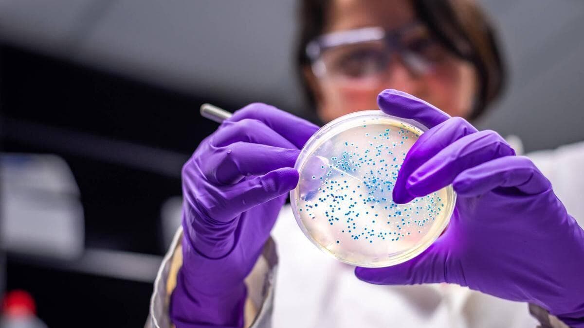 Científicos descubren cómo debilitar una bacteria hospitalaria muy resistente a antibióticos