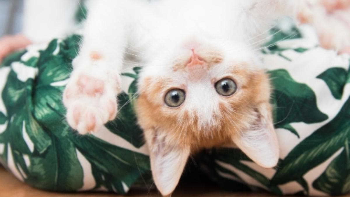El vómito en gatos no es normal: cuándo debe preocuparte y visitar al veterinario