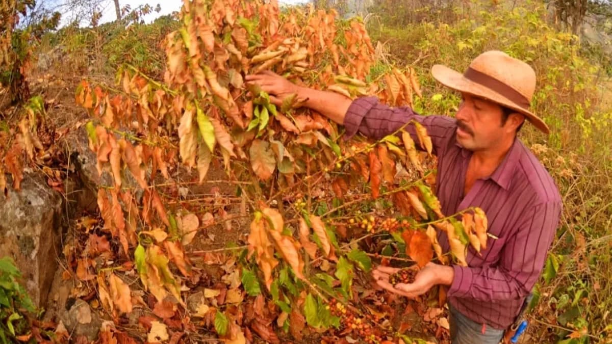 El Niño llegó a Colombia tres meses antes: podría ser uno de los más intensos en 76 años