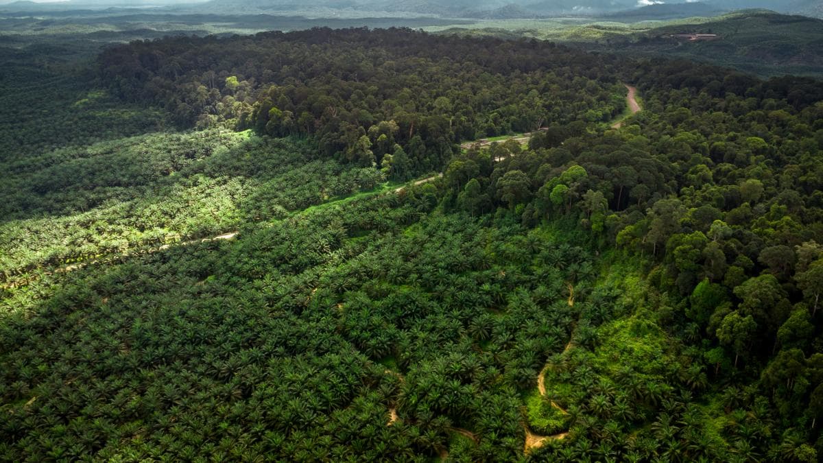 Cinco países controlan más de la mitad de los bosques del mundo, pero la deforestación los devora aceleradamente
