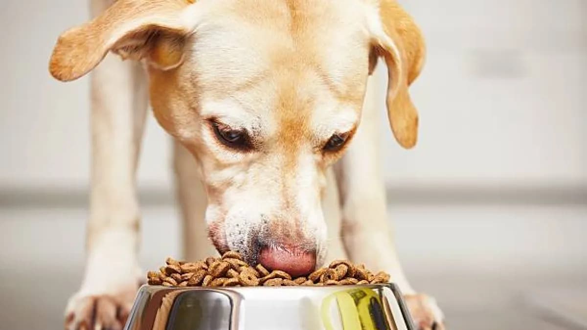 Cinco creencias falsas sobre la alimentación de cachorros que pueden afectar su desarrollo