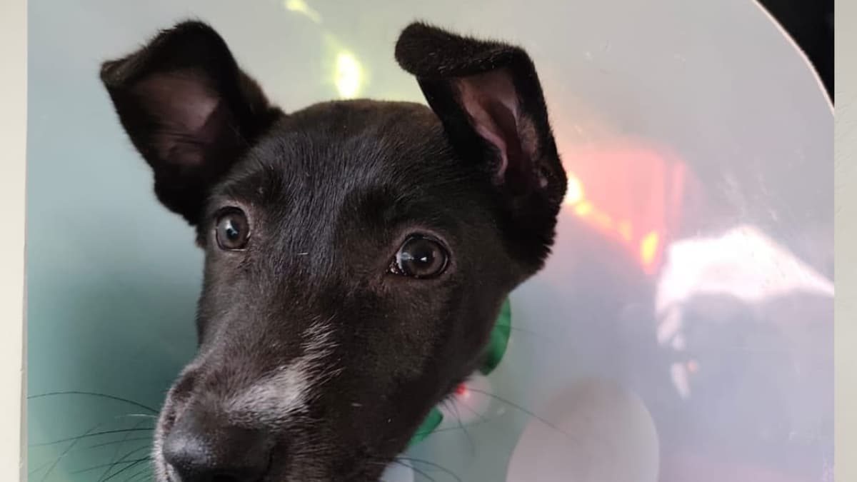 Gobierno establece normas claras para esterilización gratuita de mascotas en todo el país