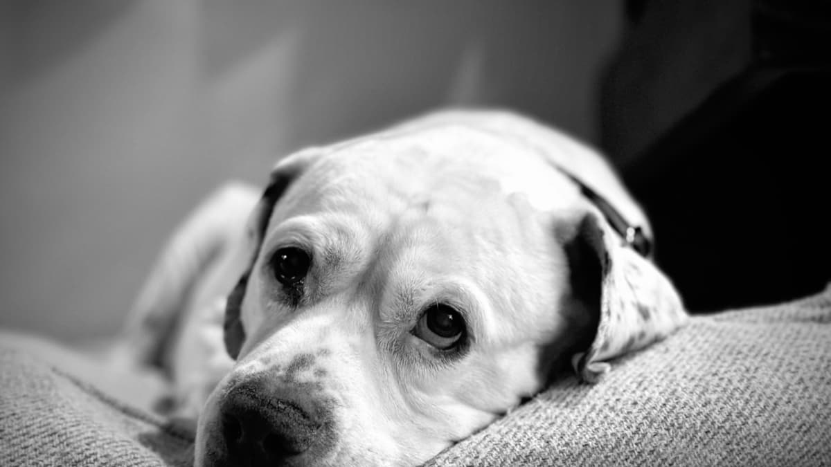 Un australiano usó inteligencia artificial para diseñar una vacuna contra el cáncer de su perro