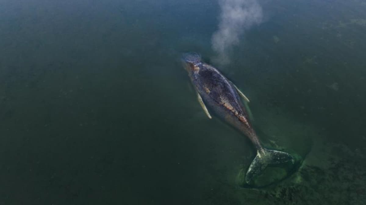 Ballena atrapada en Alemania: autoridades descartan rescate ante deterioro irreversible