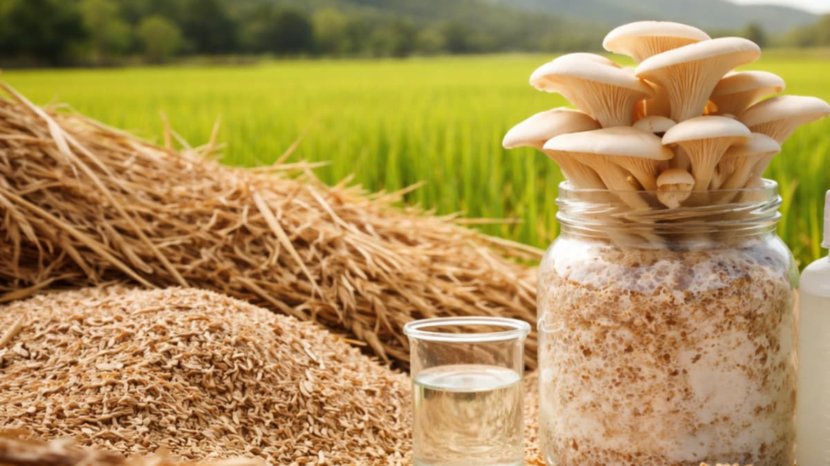Investigadores colombianos hallan fórmula para mantener vivo el hongo que degrada residuos de arroz