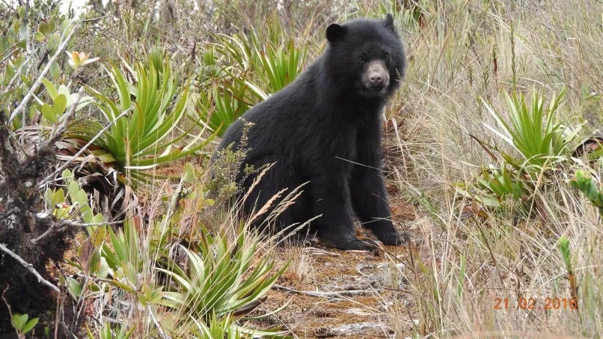 El oso andino recupera terreno: su presencia creció del 52 % al 76 % en la cordillera Occidental