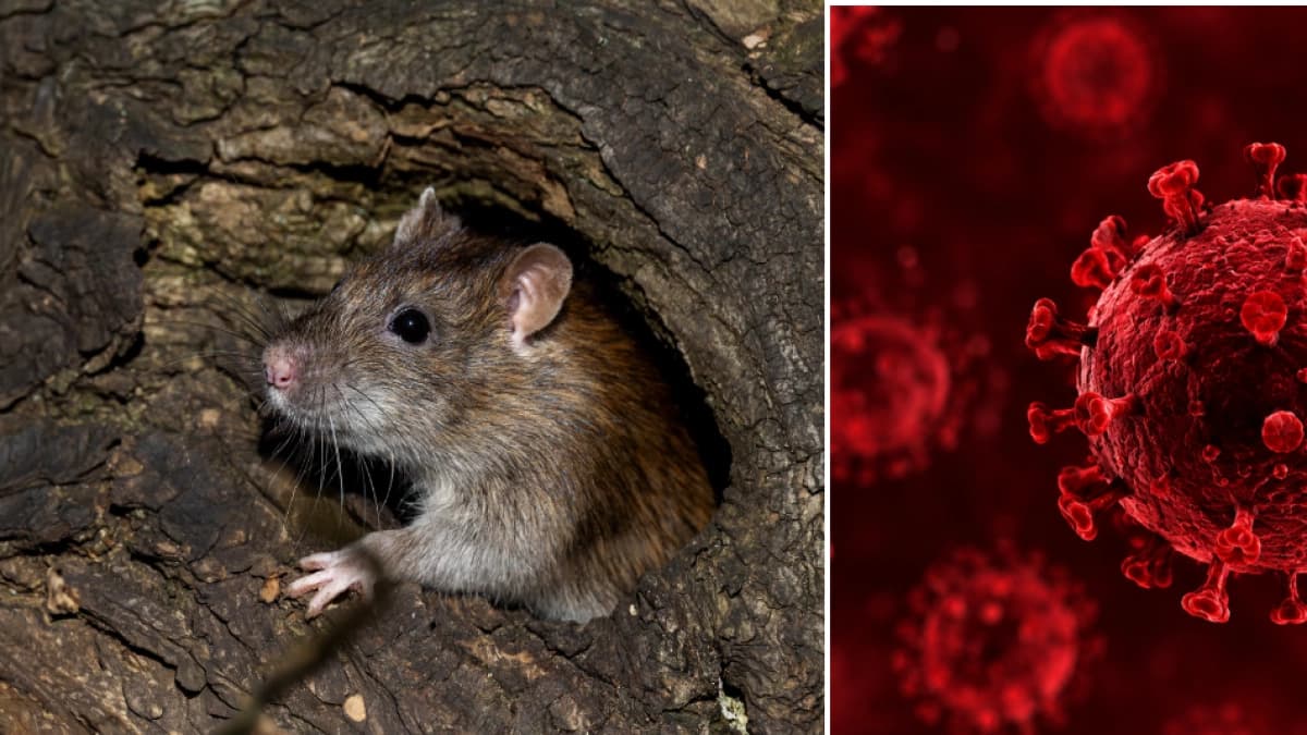 Ratones en casa: seis enfermedades que transmiten y cómo proteger a tu familia