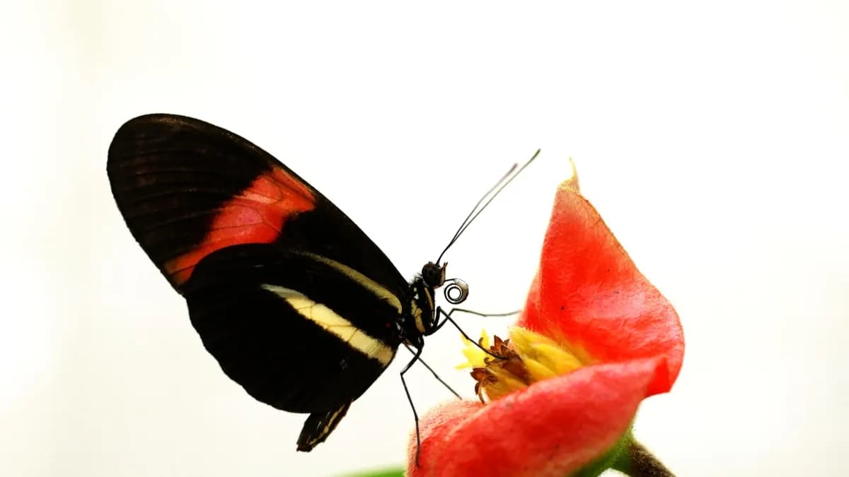 Descubren por qué algunas mariposas viven casi un año: el secreto está en su dieta