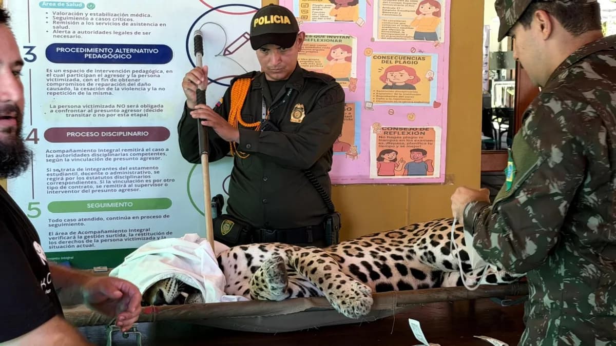 Un jaguar enfermo sorprendió a la Universidad Nacional en Leticia: tenía infección en la pata
