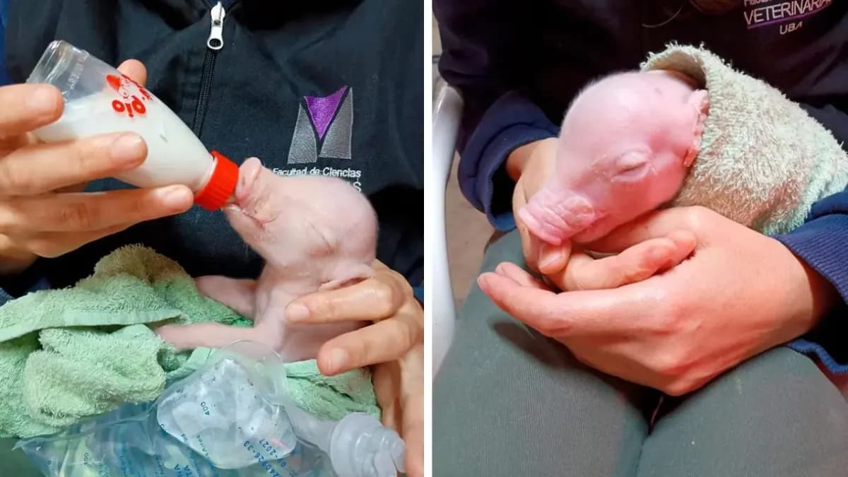 Argentina logra clonar el primer cerdo para trasplantes en humanos de Latinoamérica
