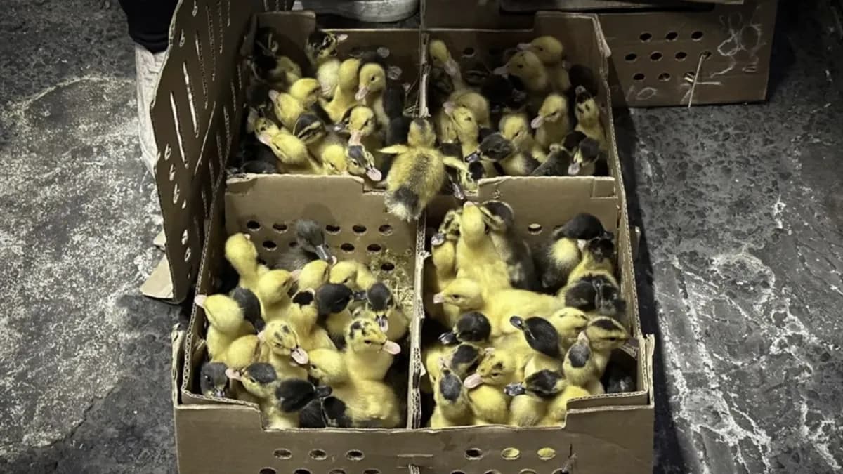 La moda de Merlín dispara la venta de patos en México: preocupa qué pasará cuando termine el Mundial