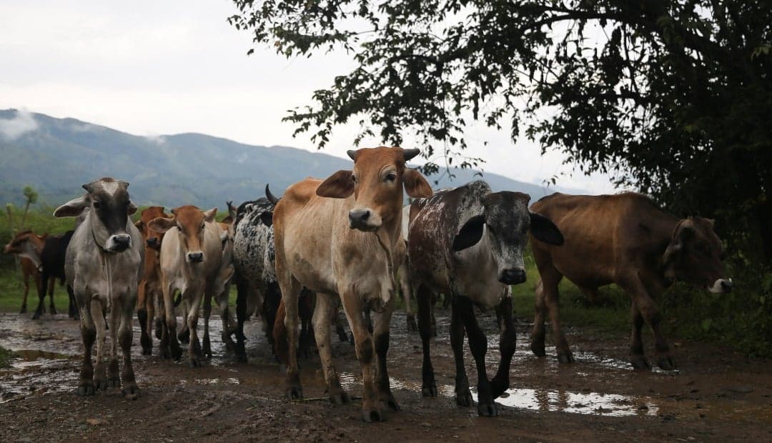Sinigan: el nuevo sistema de trazabilidad animal inicia operaciones el lunes con tarifas definidas