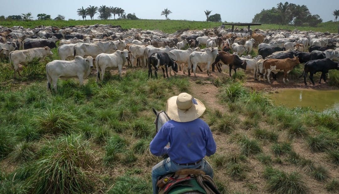 Las garrapatas cuestan hasta 20% de los gastos anuales en ganadería: cómo controlarlas sin arruinarse