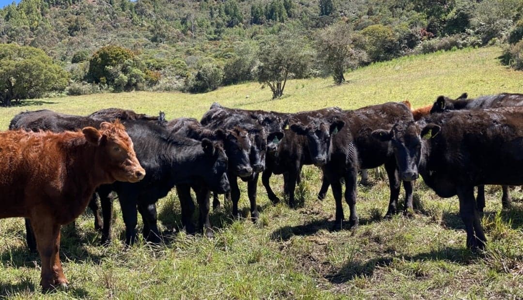 Policía incauta terneros en carro: qué reglas debe cumplir quien transporte animales