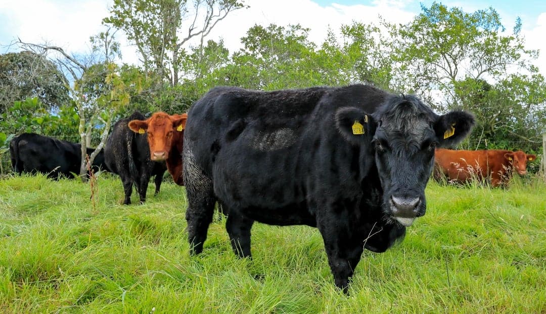 Forraje de calidad: el negocio ganadero que puede ahorrar $40 millones anuales en una finca